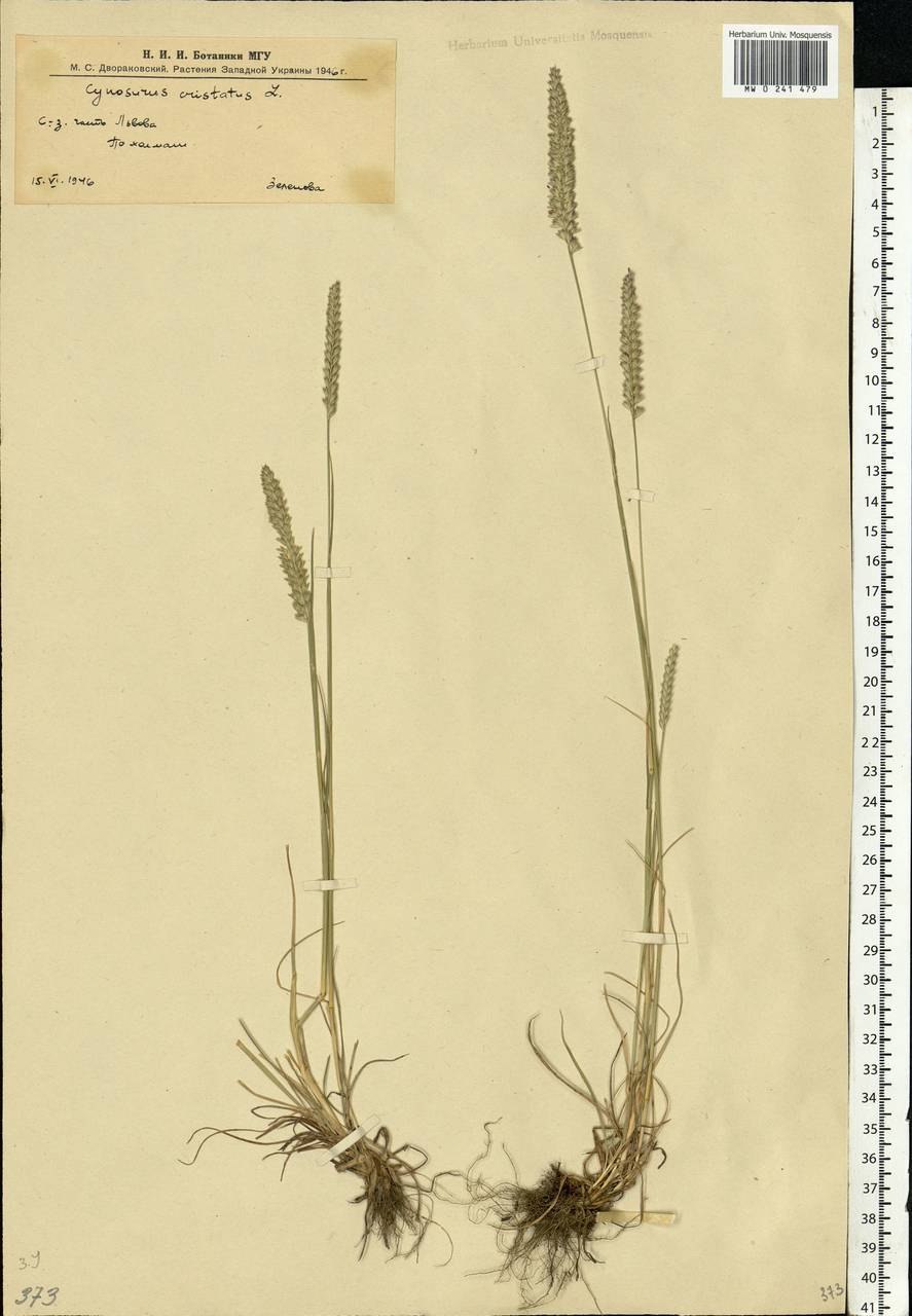 Гребенник обыкновенный Тип корневой системы