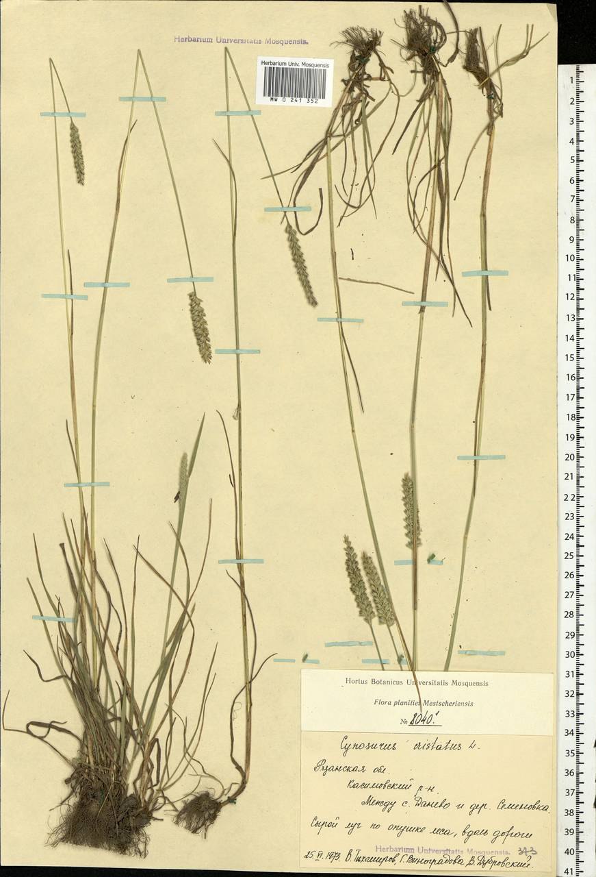 Гребенник гребенчатый