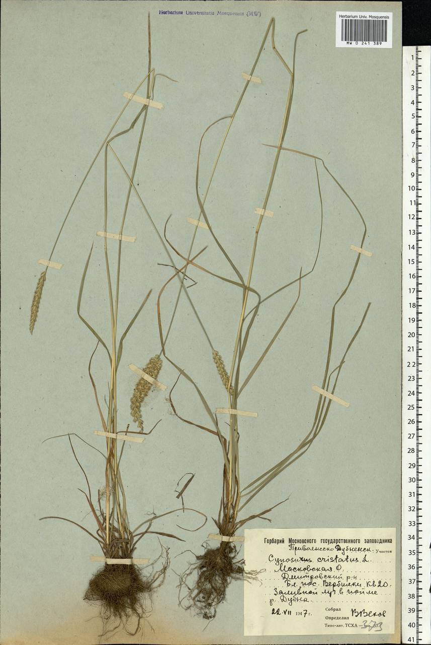 Гребенник обыкновенный рисунок