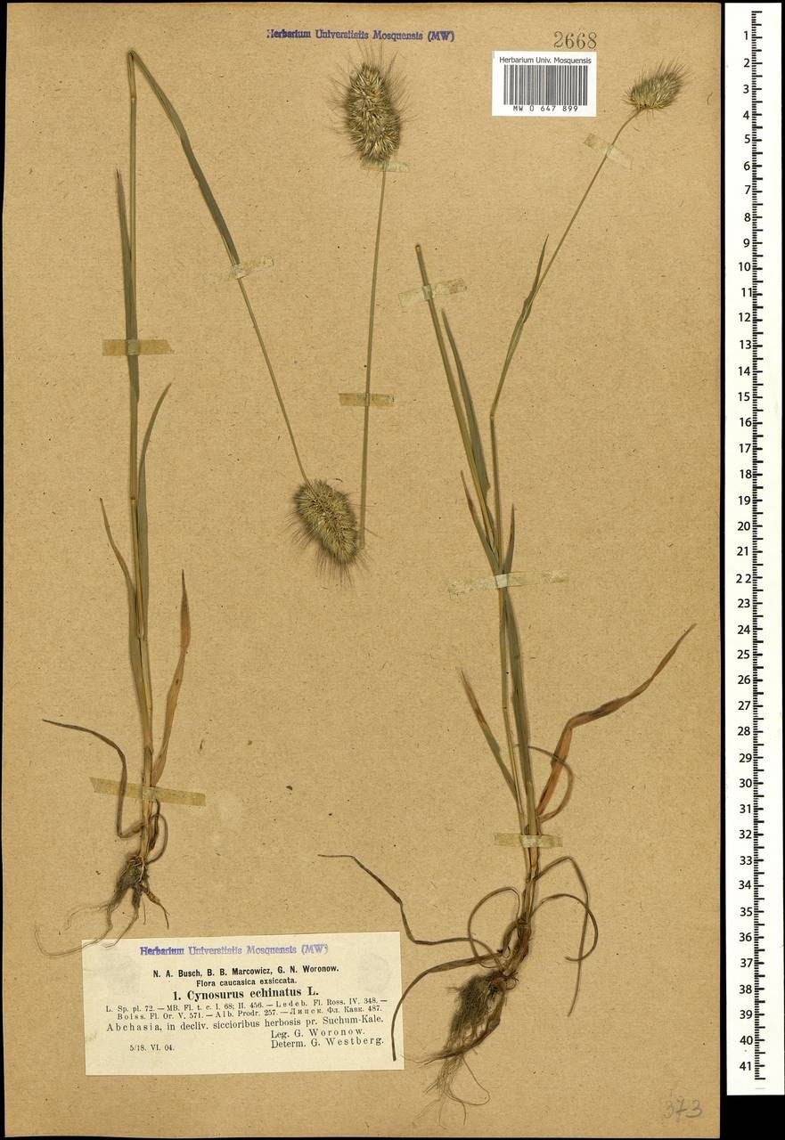 Овсянка овечья трава