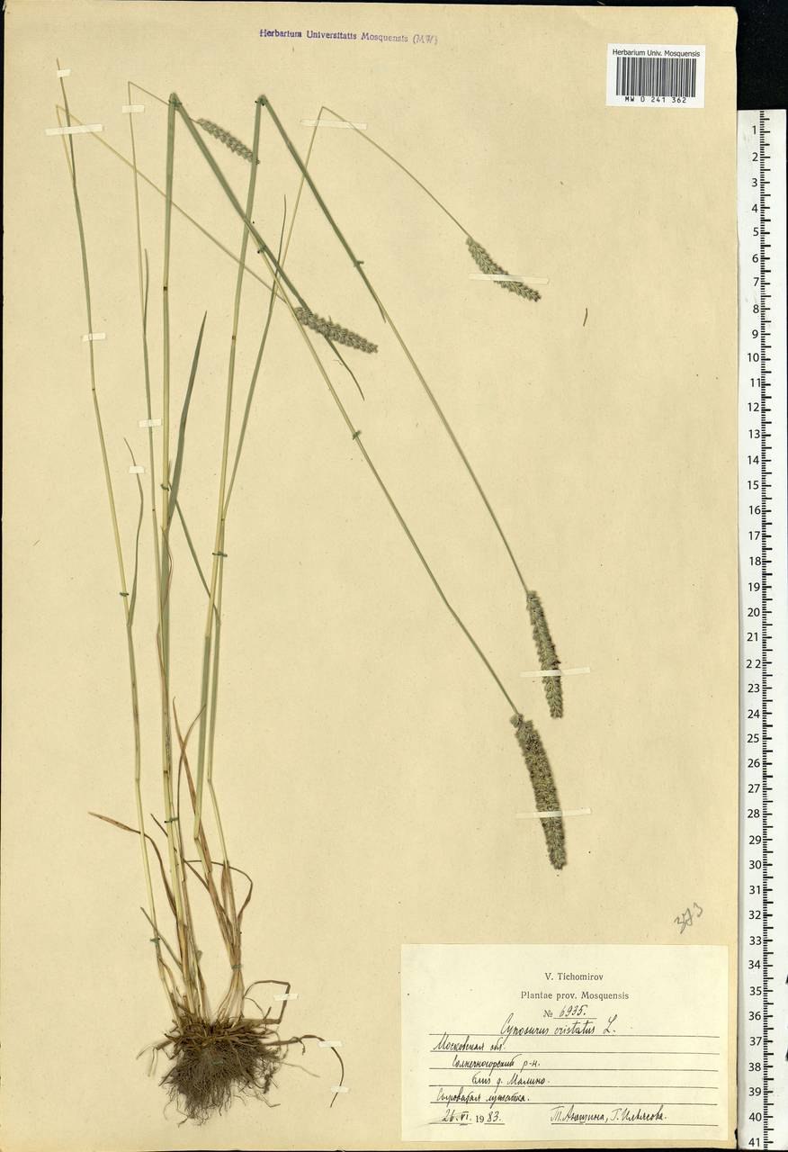 Каменка (Oenanthe leucopyga),