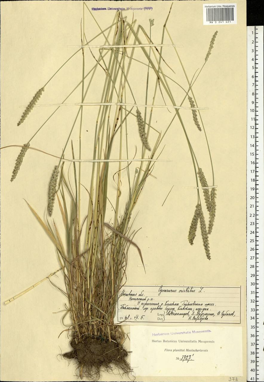 Газонная трава Гребенник обыкновенный