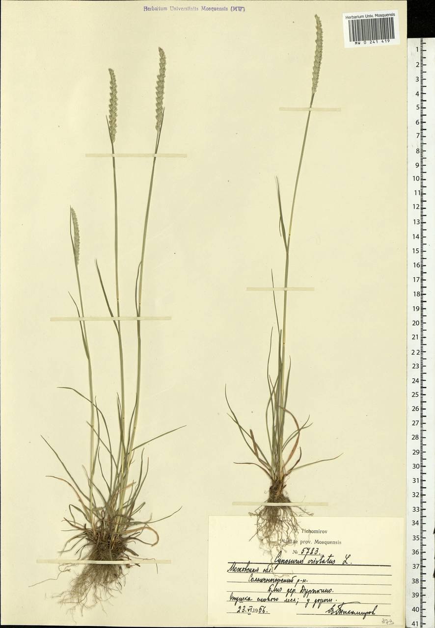 Окончатый мотылек обыкновенный
