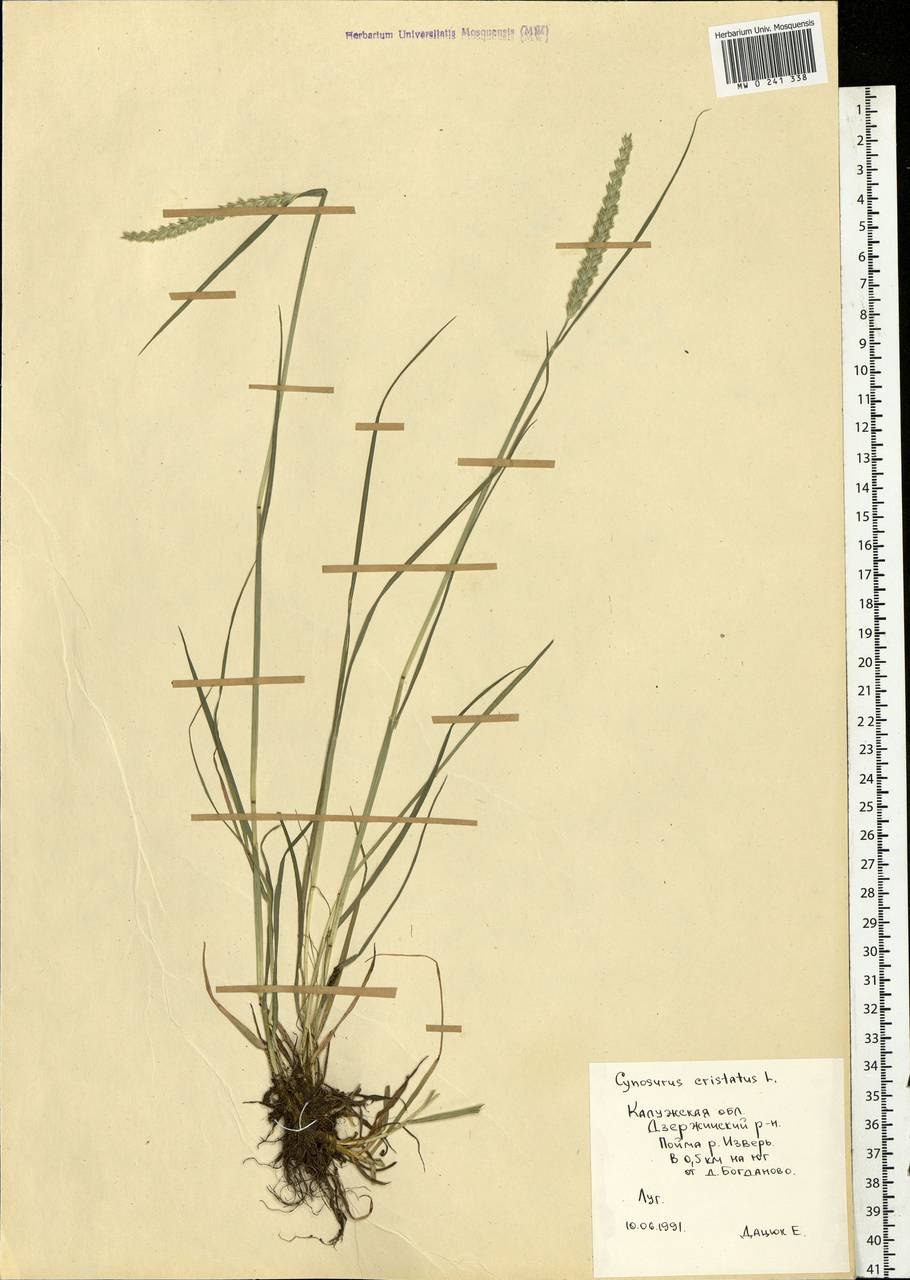 Гребенник обыкновенный схема