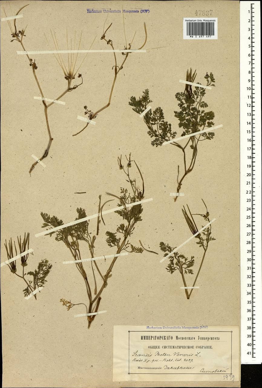 Скандикс гребенчатый