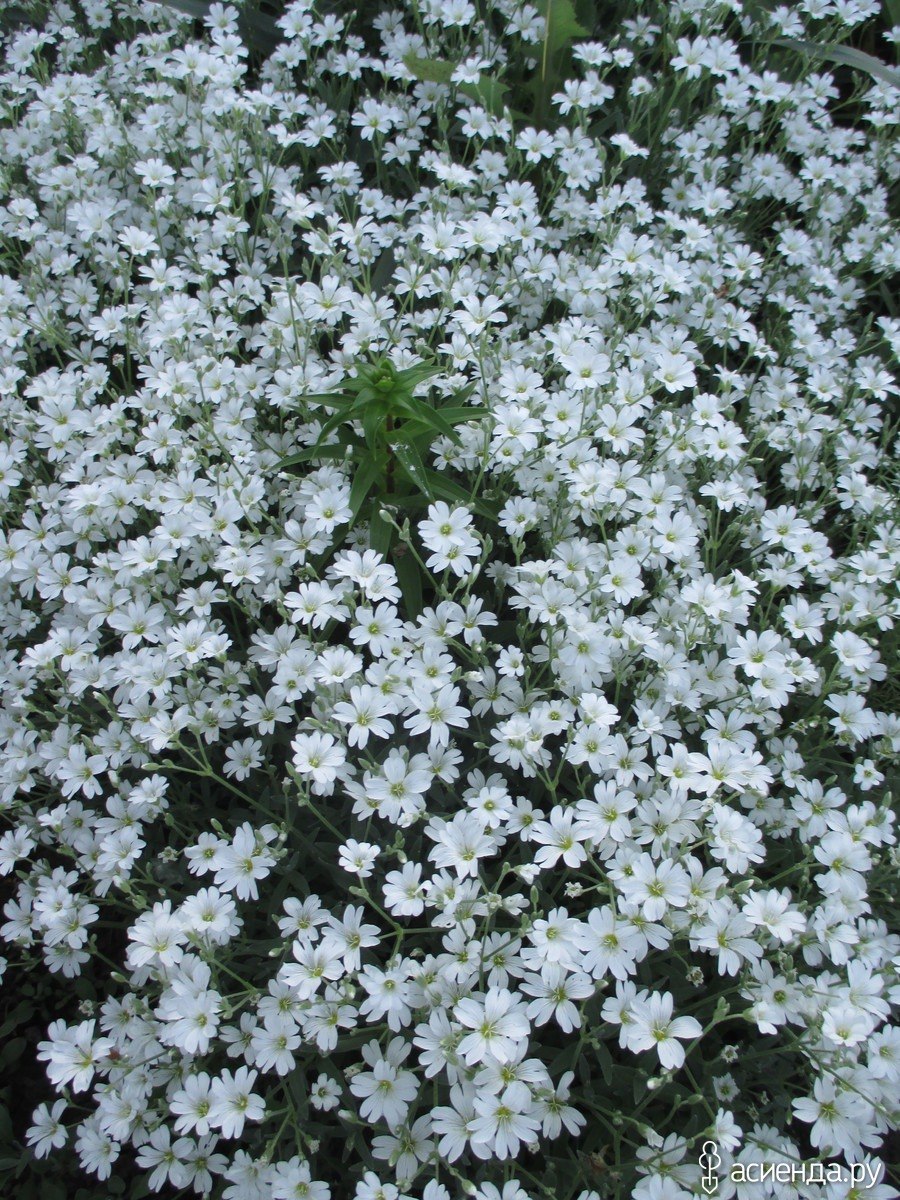 Ясколка войлочная "Сноу ин Самер"