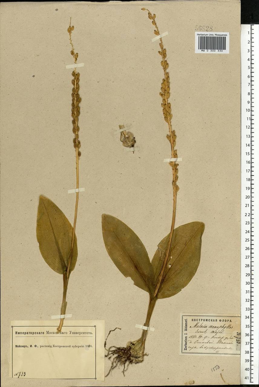 Herminium monorchis
