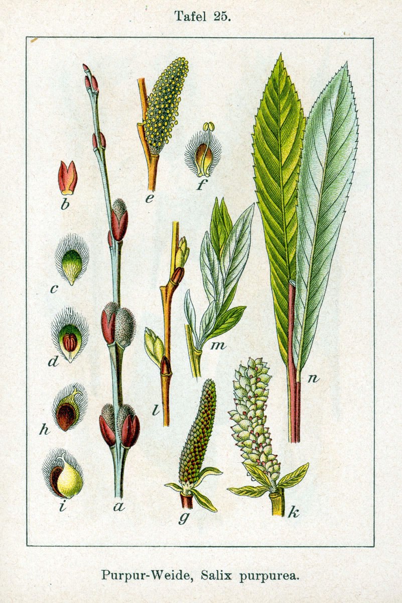 Ива белая (Salix Alba l.)