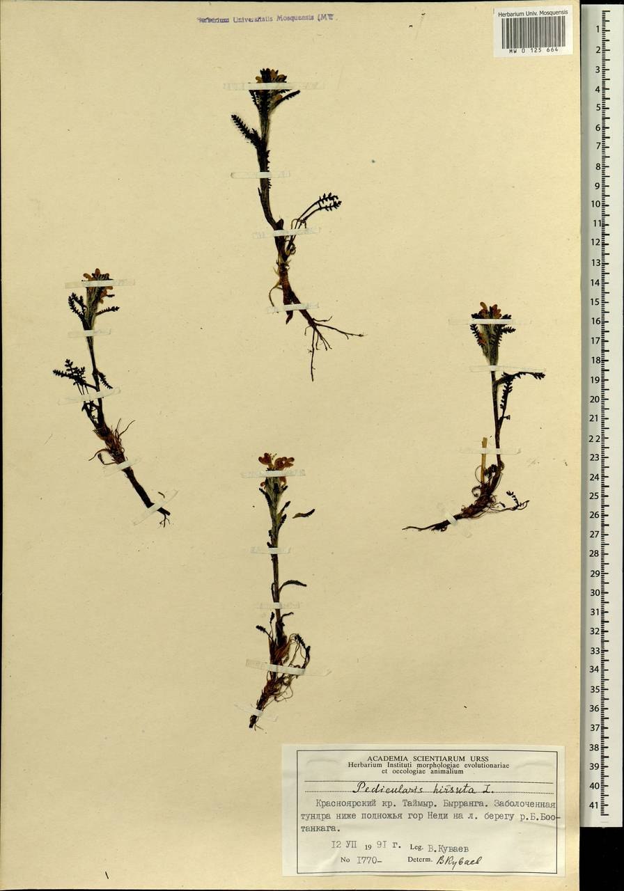 Мытник (род растений)