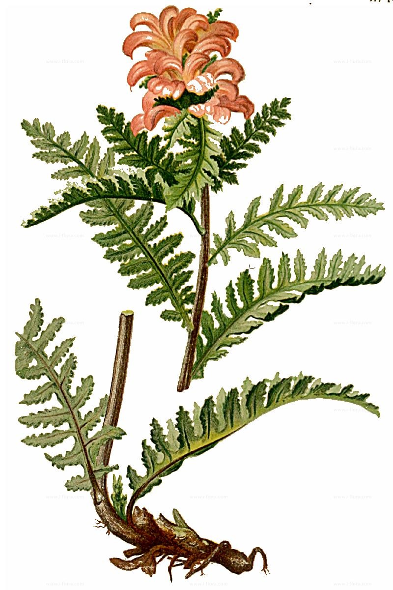 Мытник вздуточашечный