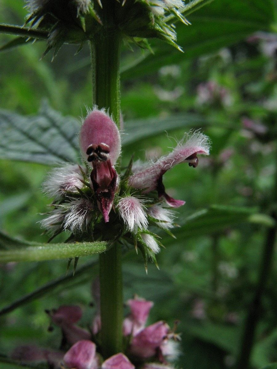 Rhododendron camtschaticum