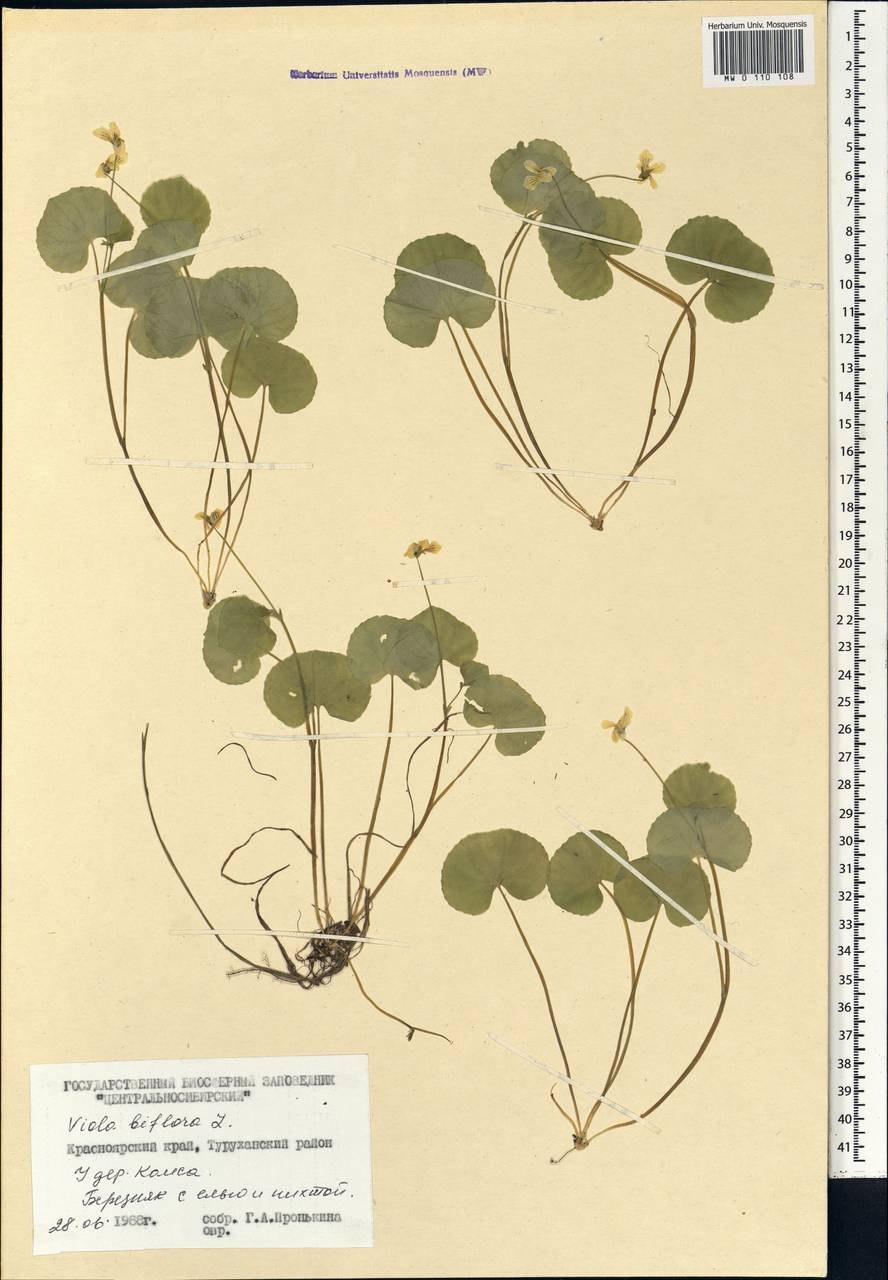 Viola biflora рисунок