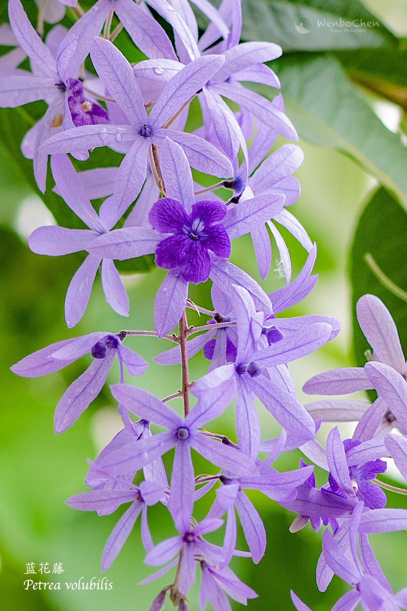 Петрея Volubilis