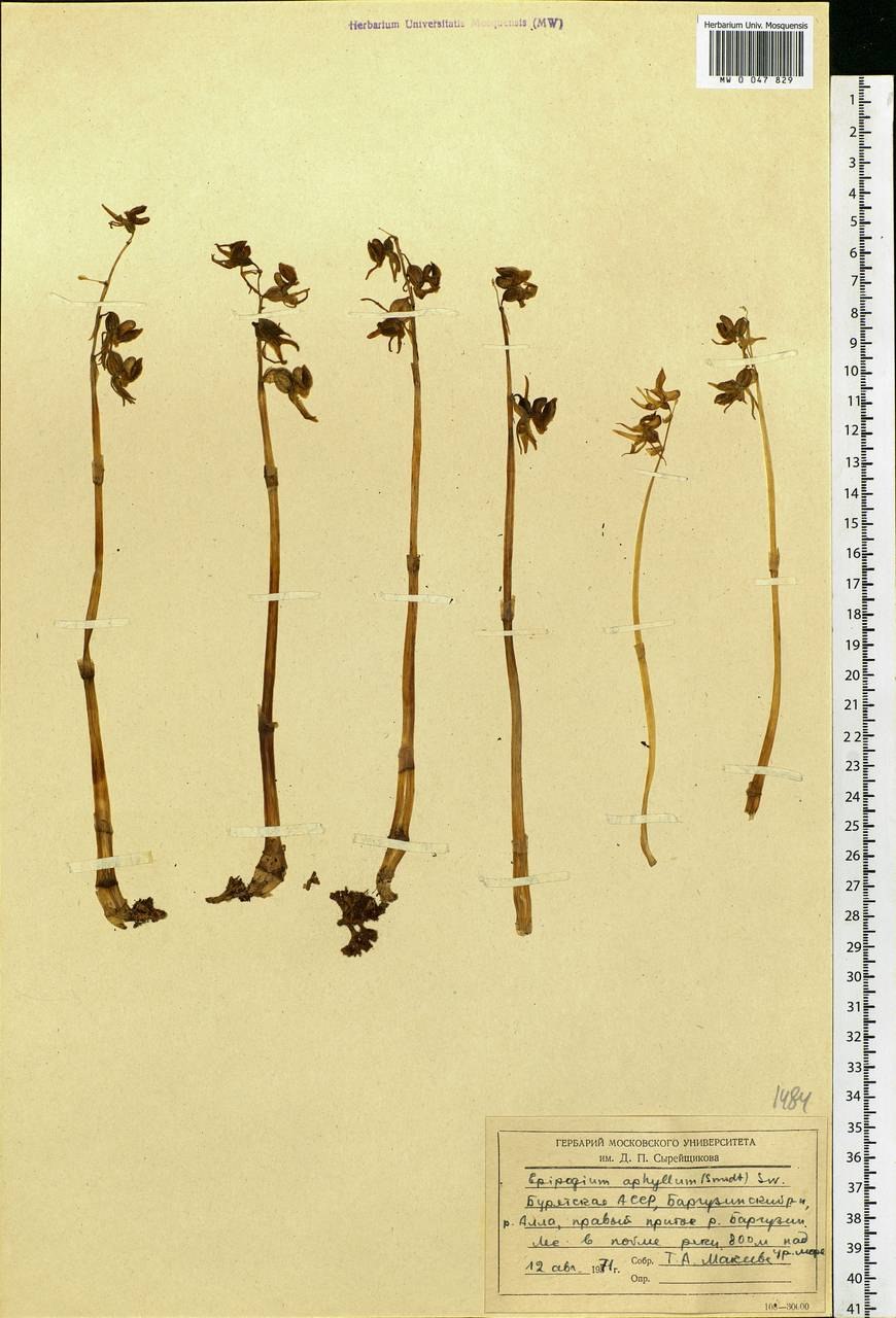 Бриум дернистый