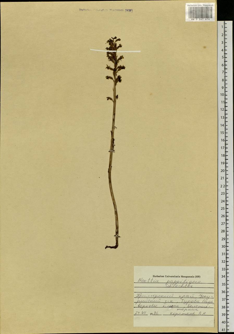 Буксбаумия безлистная