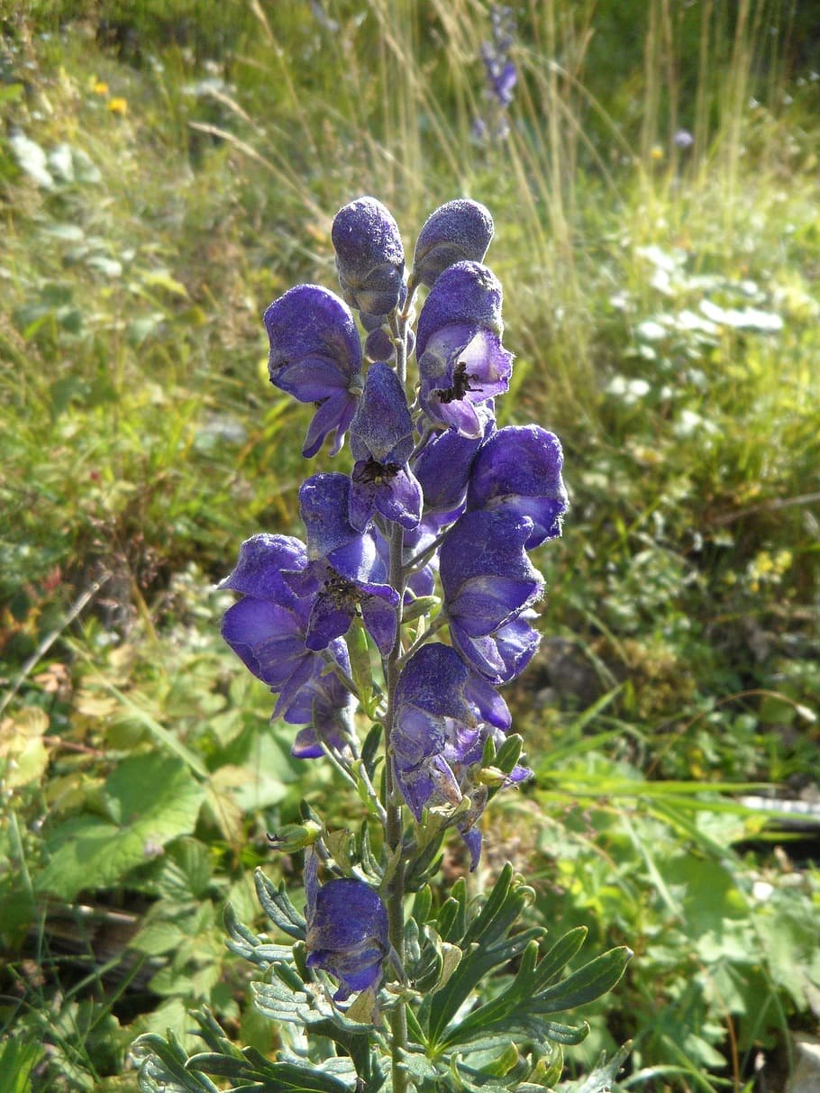 Aconitum / Аконит (борец) ’
