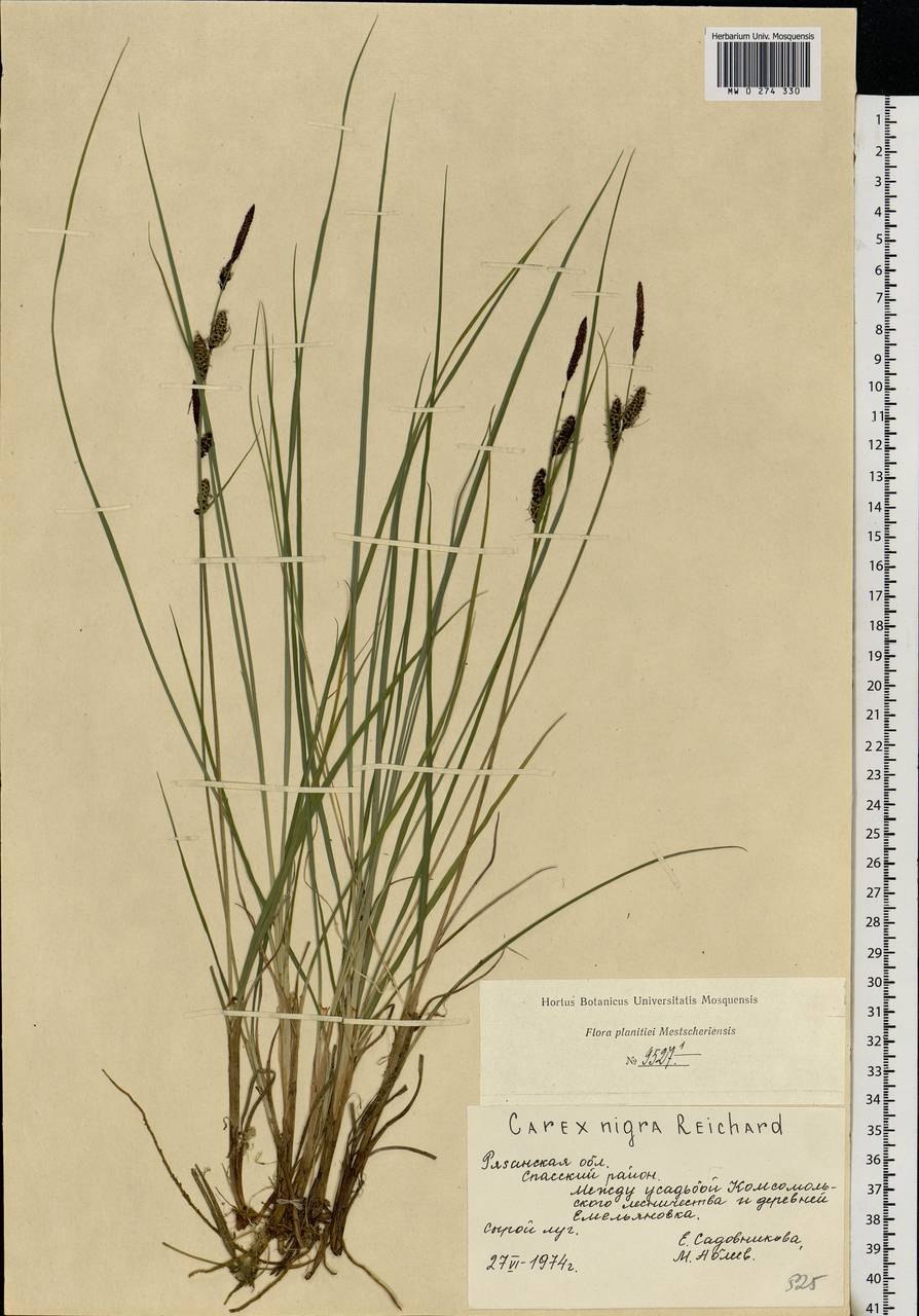 Осока темная