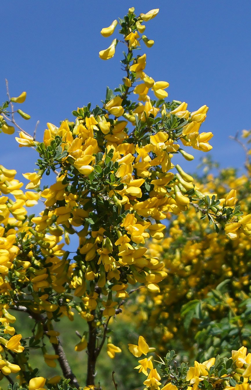 Дереза Карагана кустарниковая