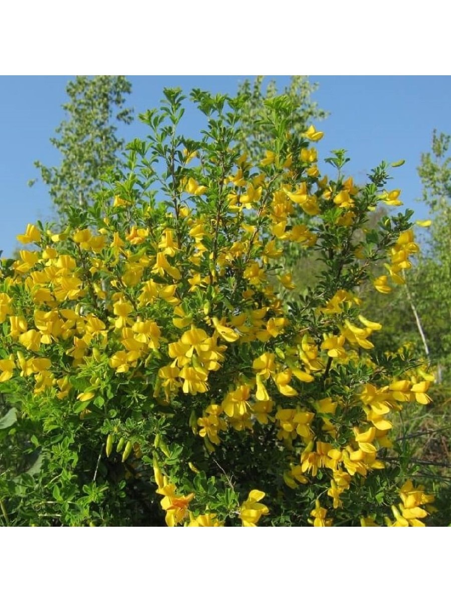 Акация желтая Карагана древовидная