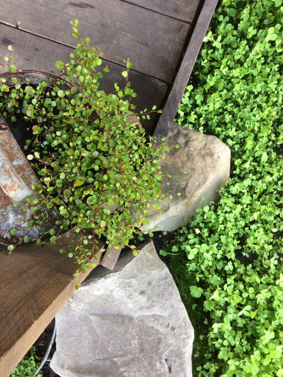 Мюленбекия почвопокровная