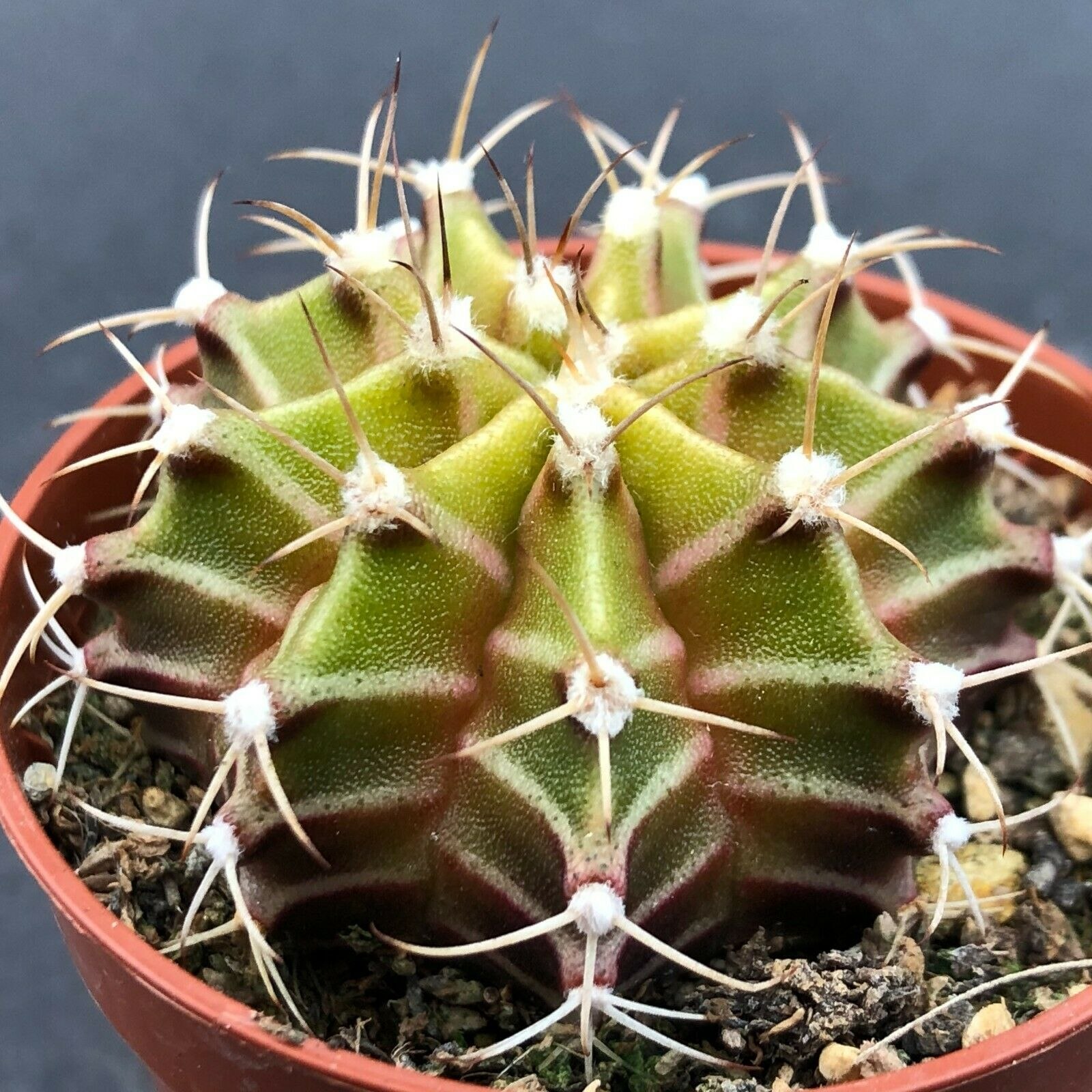 Гимнокалициум михановича. Gymnocalycium mihanovichii. Gymnocalycium mihanovichii variegata. Гимнокалициум Михановича (Gymnocalycium mihanovichii). Кактус Гимнокалициум красный.