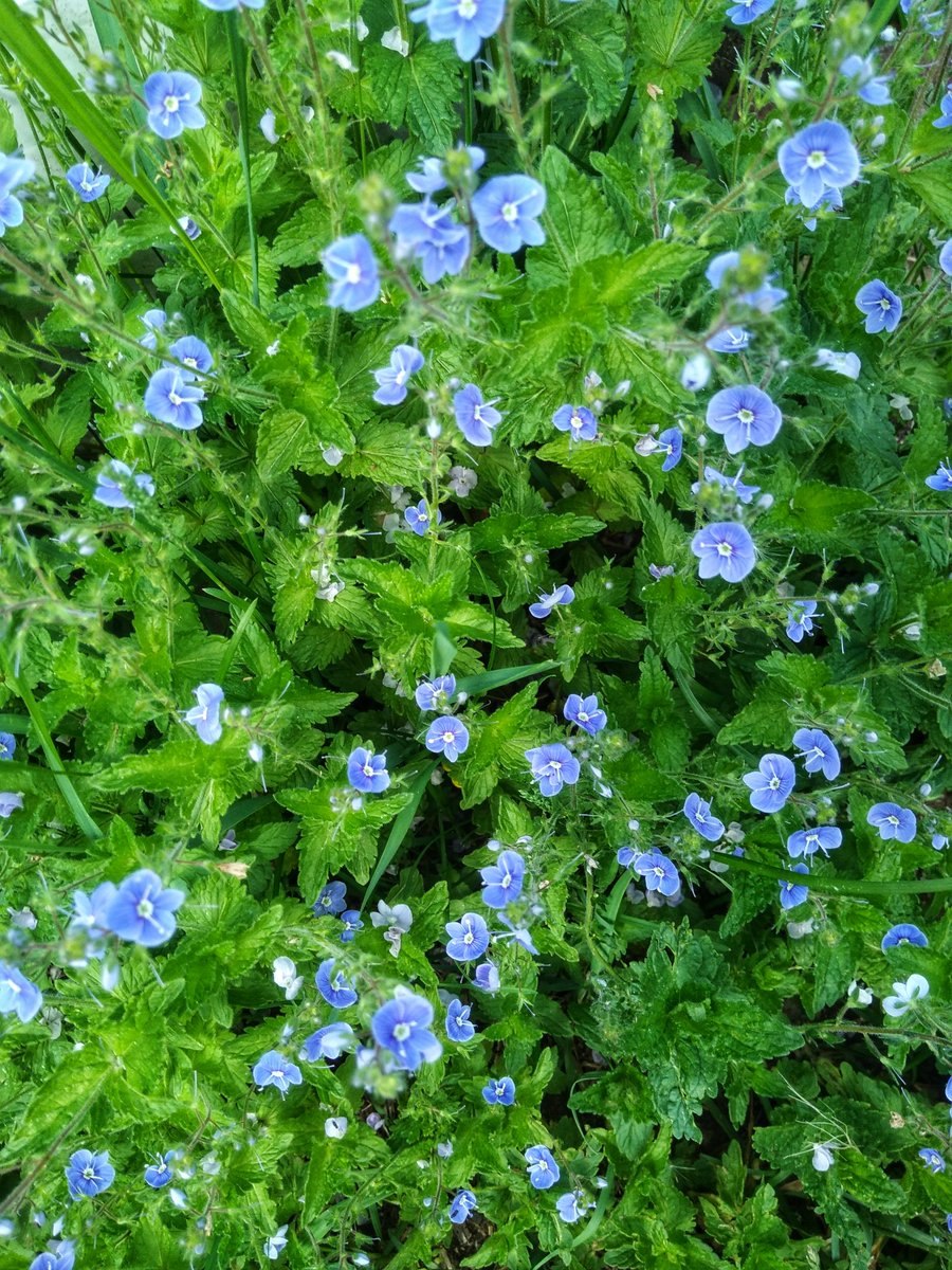 Вероника реснитчатая