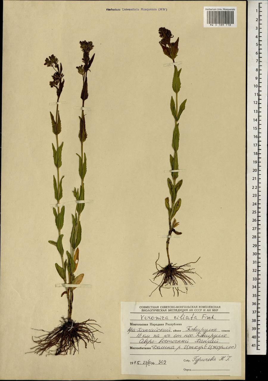 Вероника трава почвопокровная