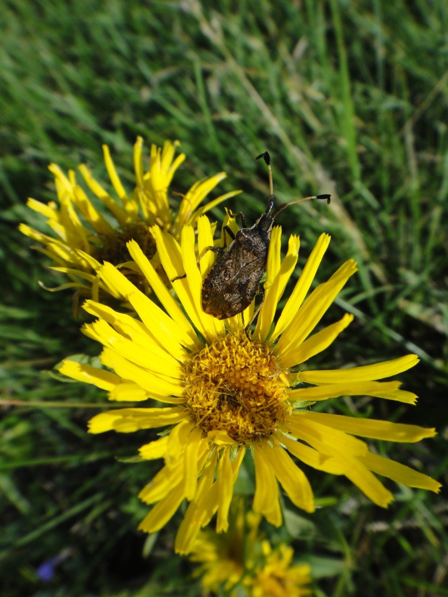 Девясил британский Inula Britannica
