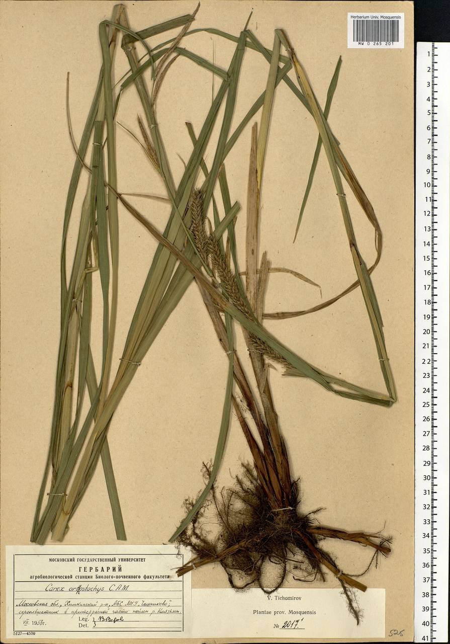Carex atherodes