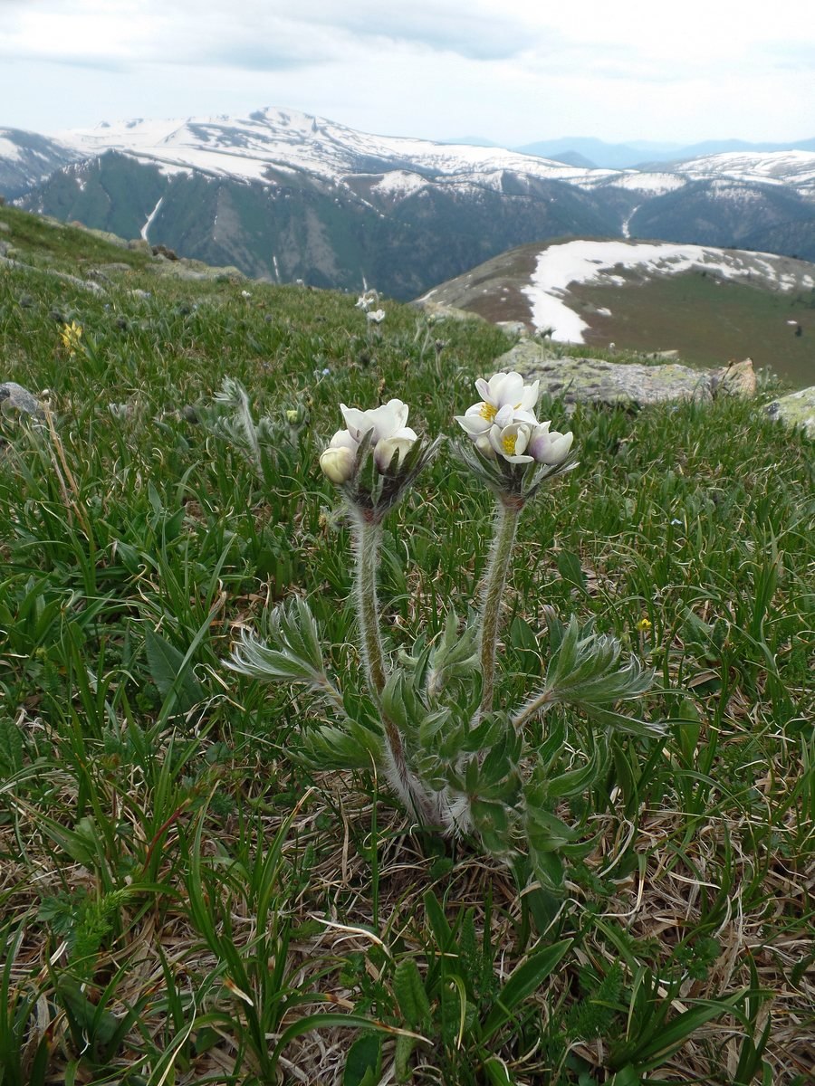 Анемона Лесная (ветреница Лесная)