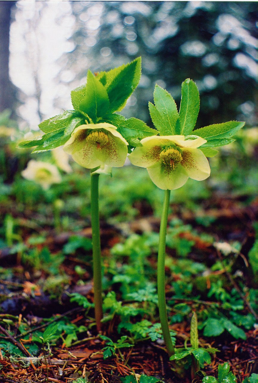 Белые Лесные цветы летом