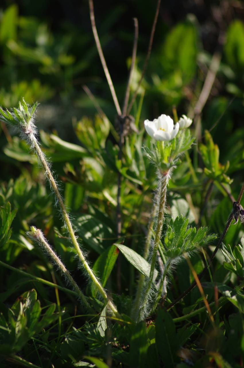 Ветреница туполопастная
