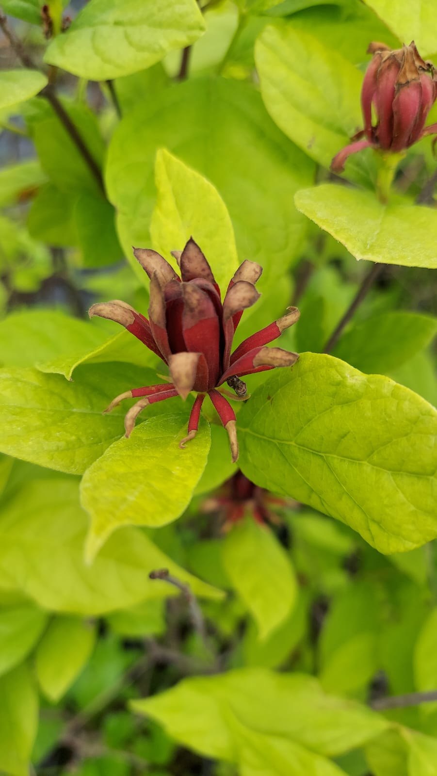 Каликант Венус