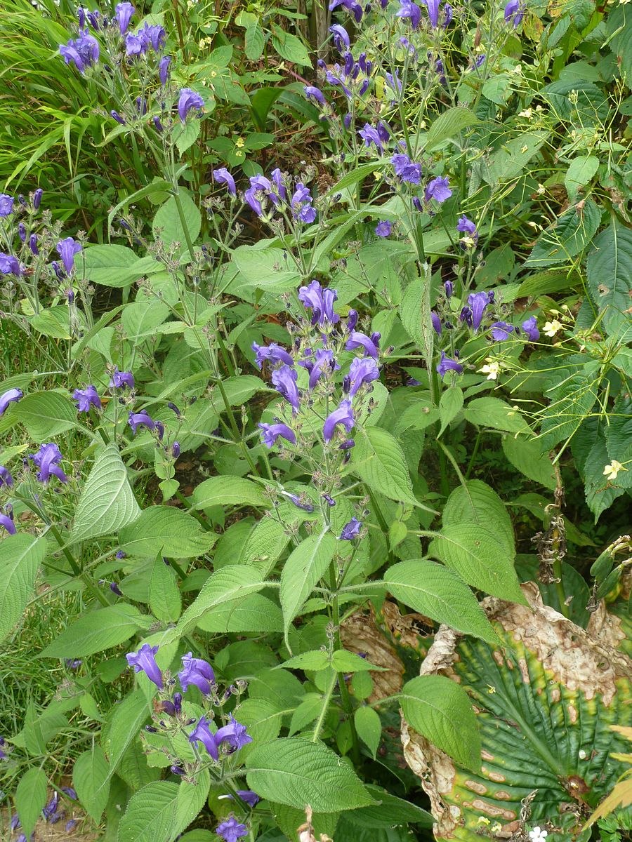 Стробилантес пурпурный