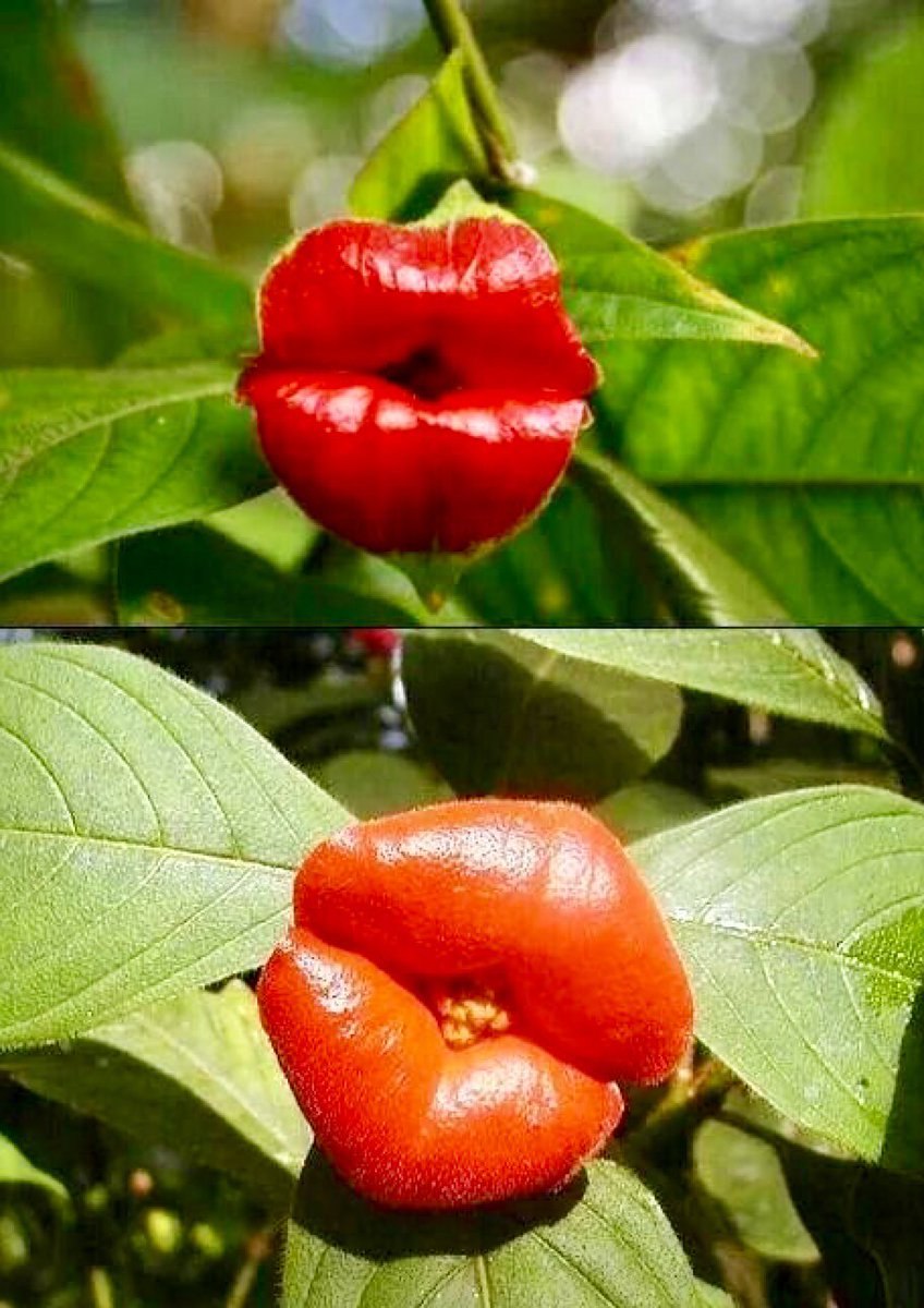 Психотрия цветок