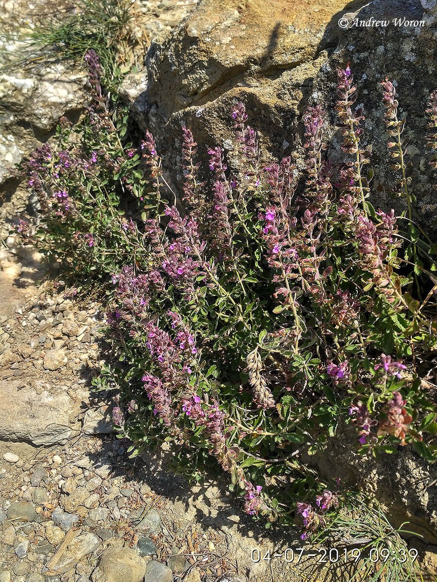 Таежный чабрец растение