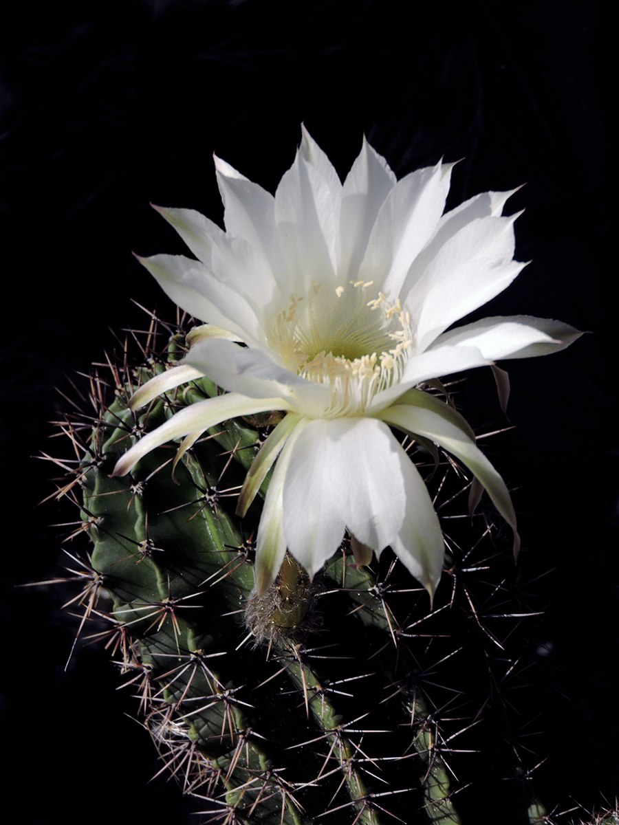 Эхинопсис Impulse