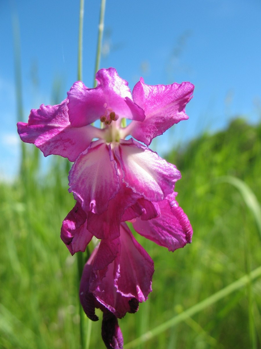 Гладиолус Византийский