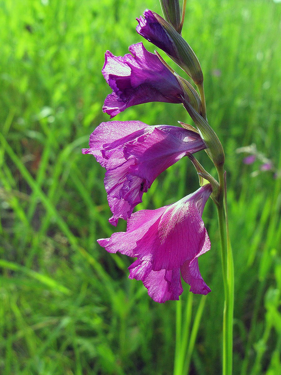 Gladiolus palustris