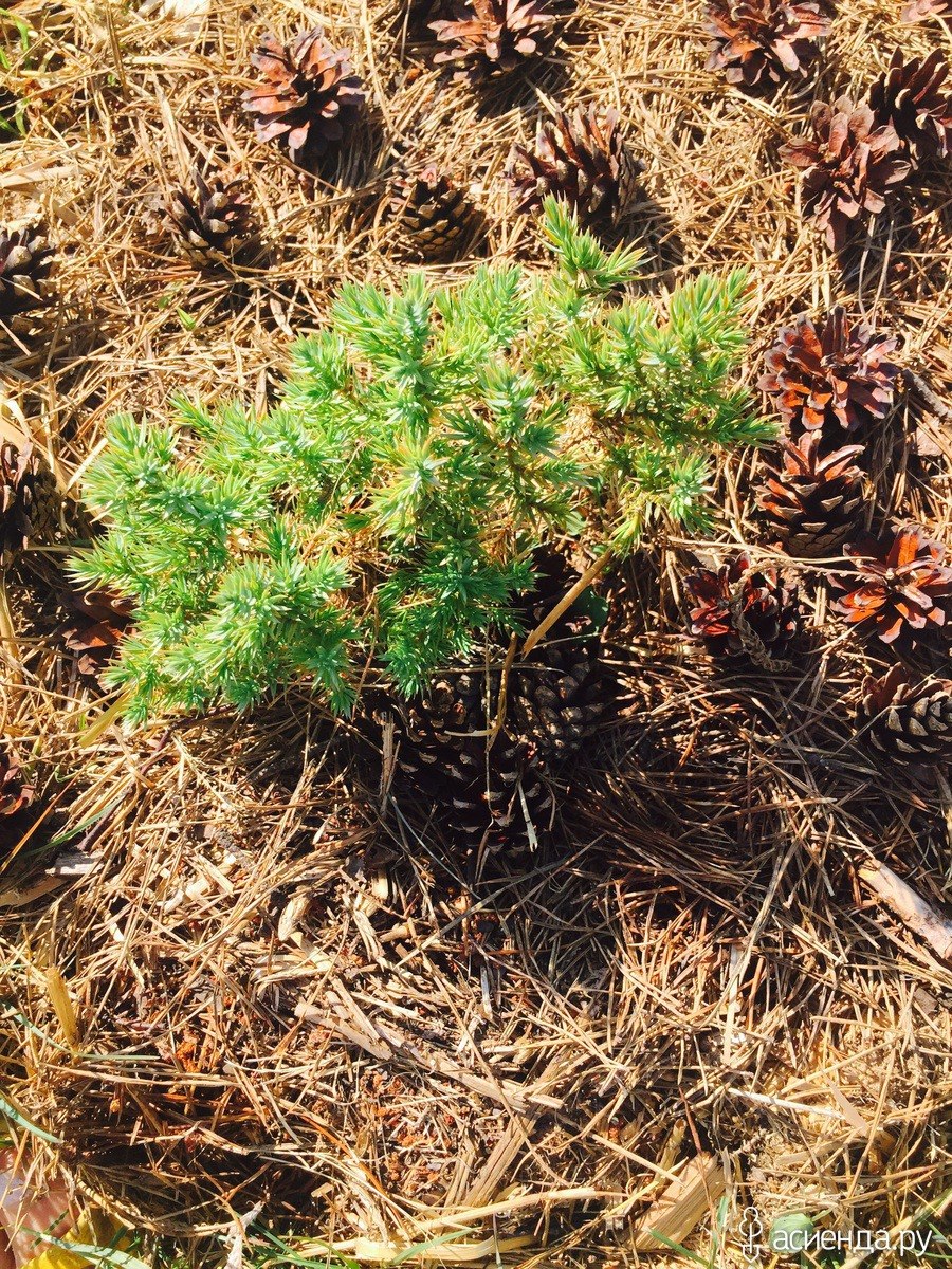 Сосновый опад