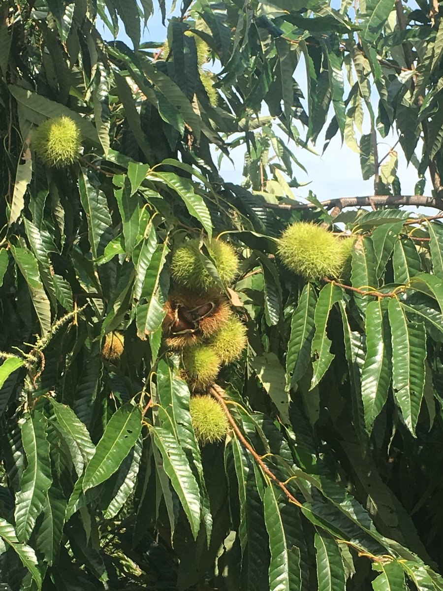 Каштан генри