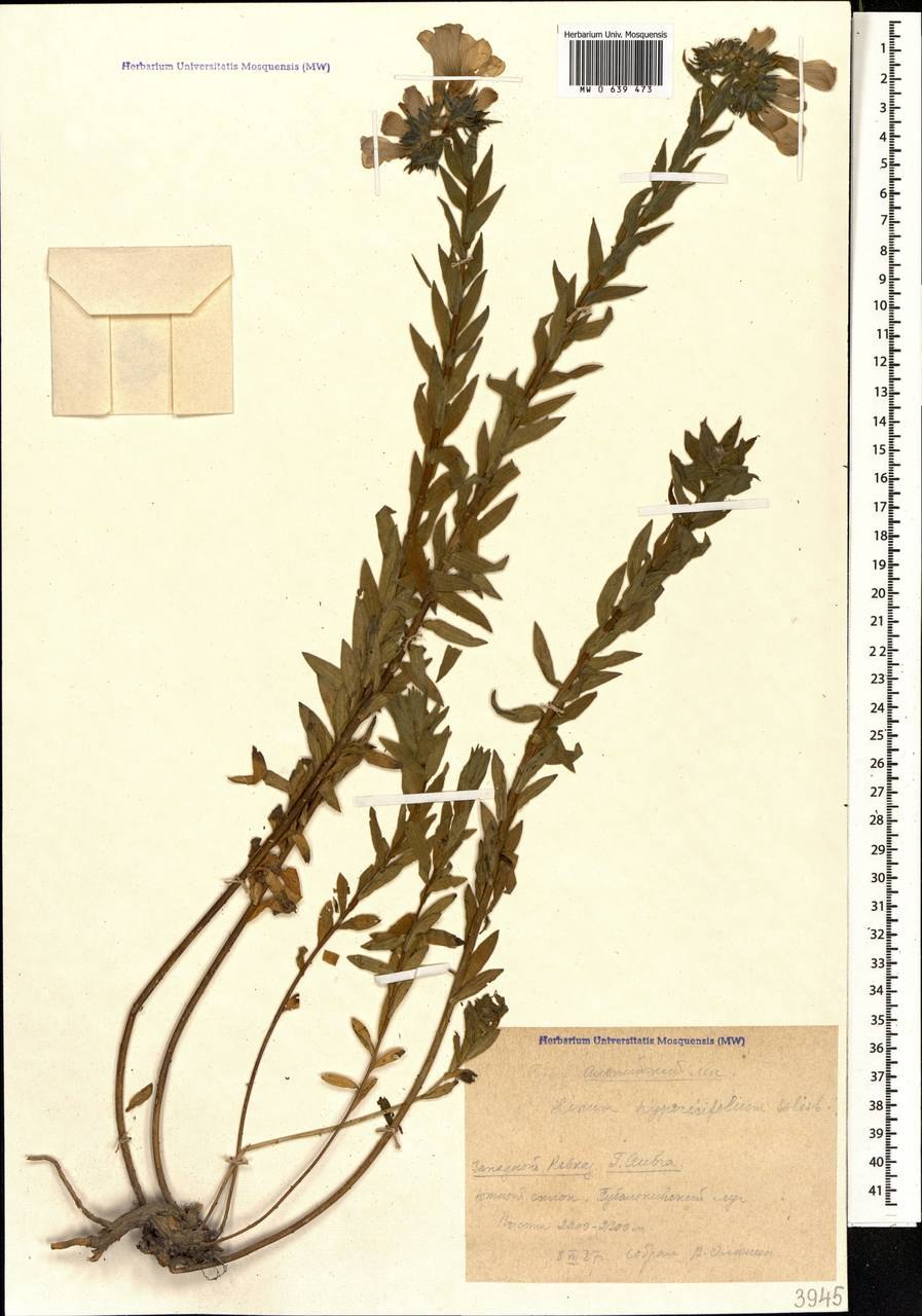 Лен зверобоелистный Кавказ