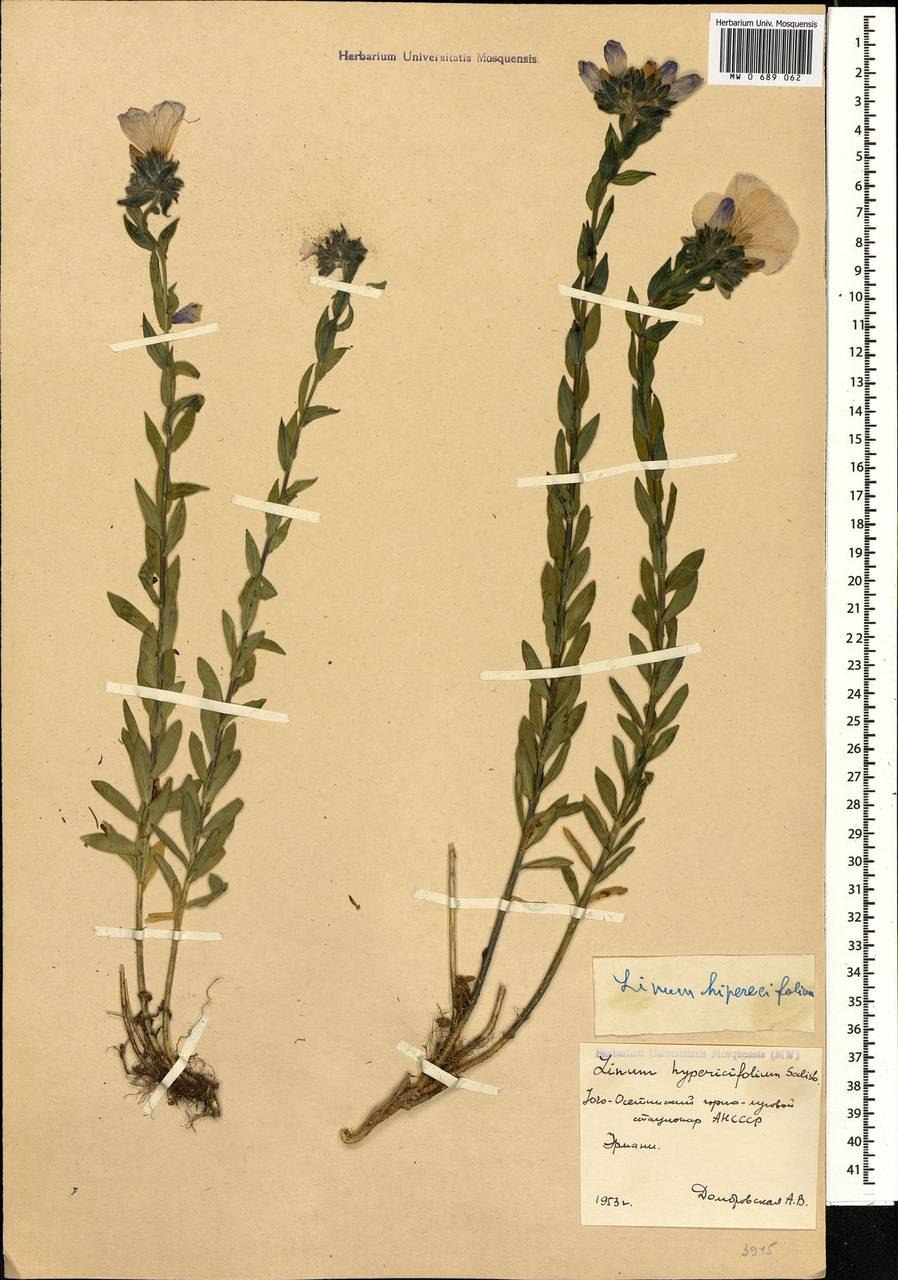 Василек лечебный