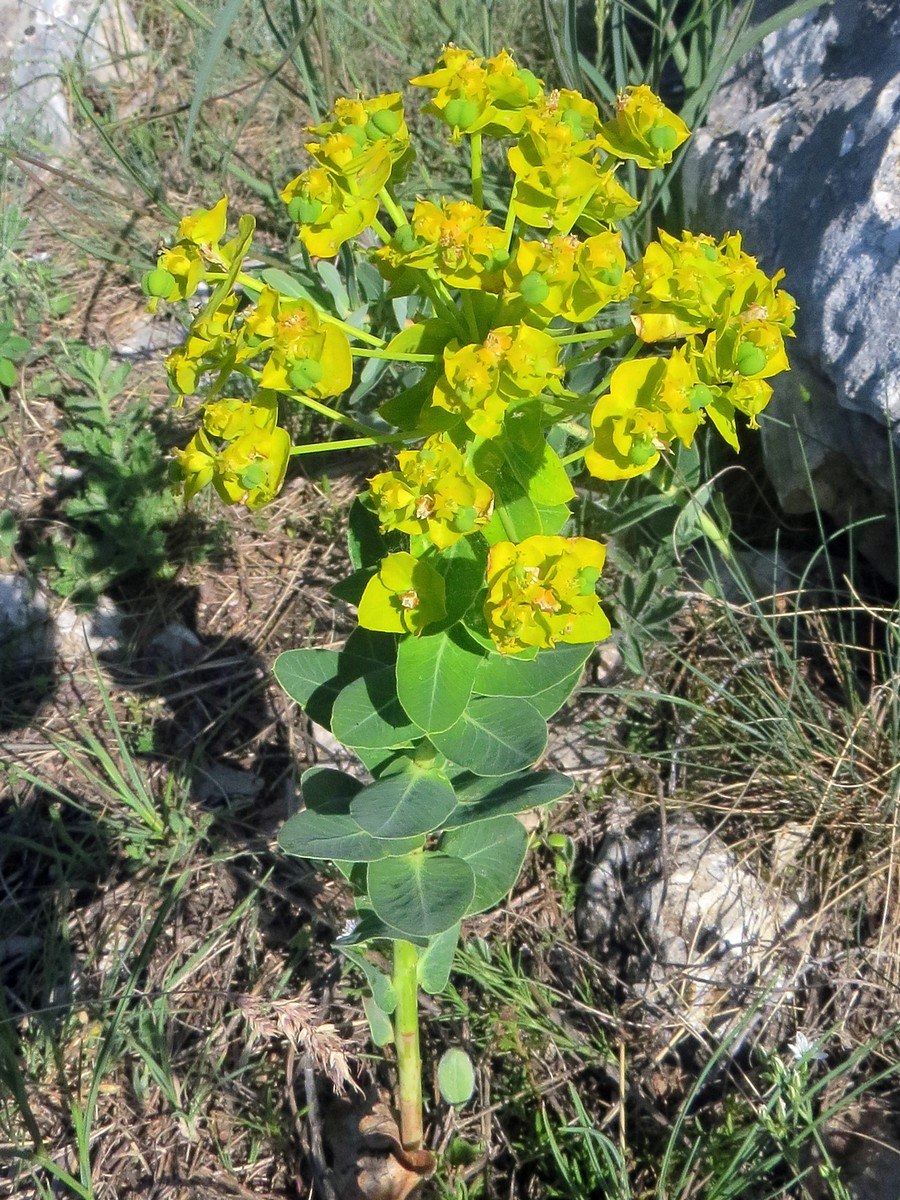 Молочай кипарисовый (Euphоrbia cyparíssias)