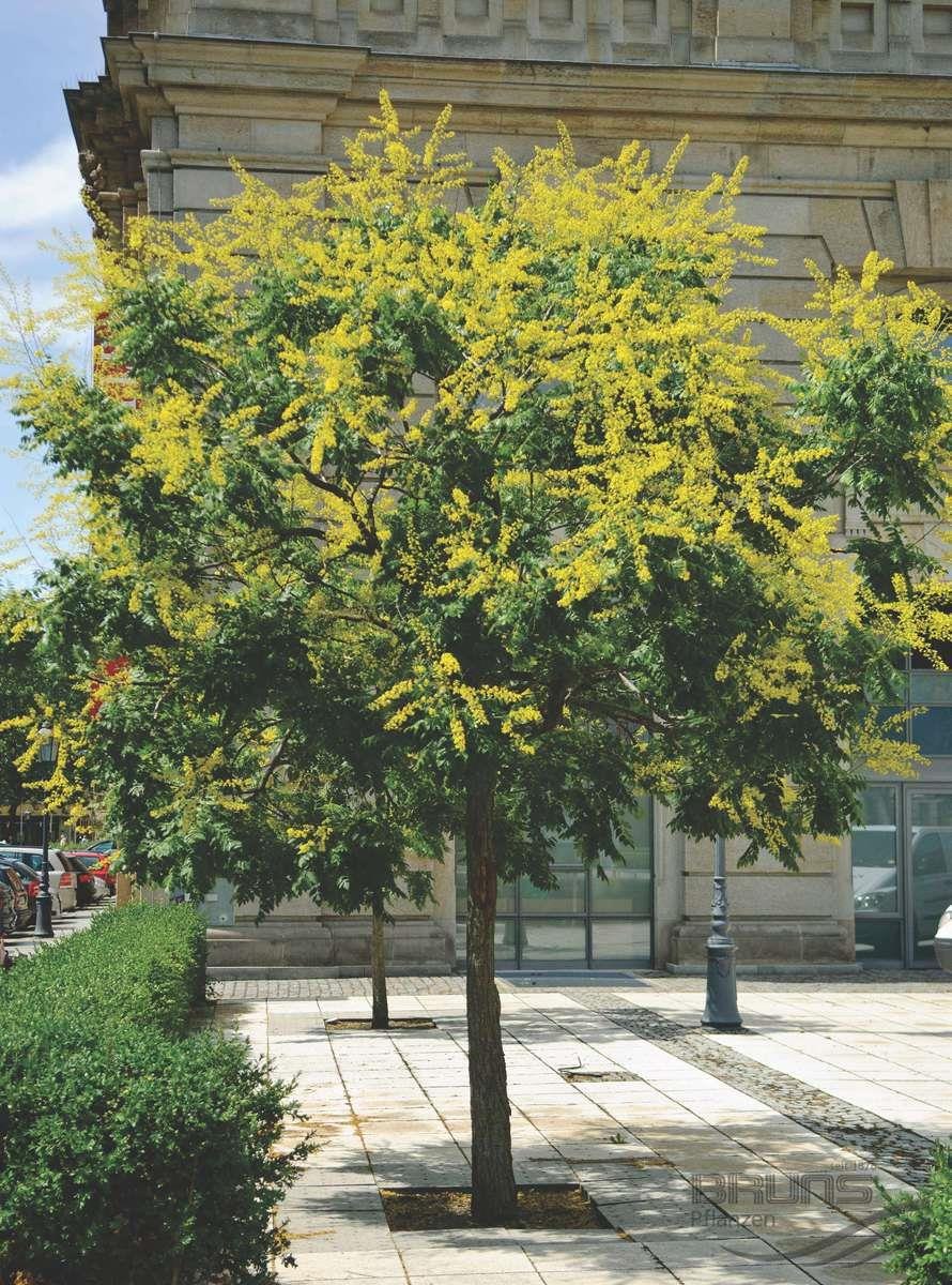 Кельрейтерия метельчатая