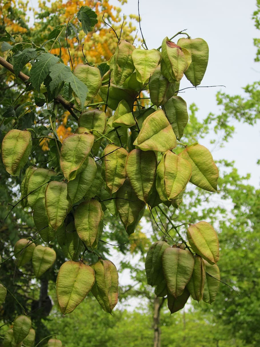 Koelreuteria paniculata