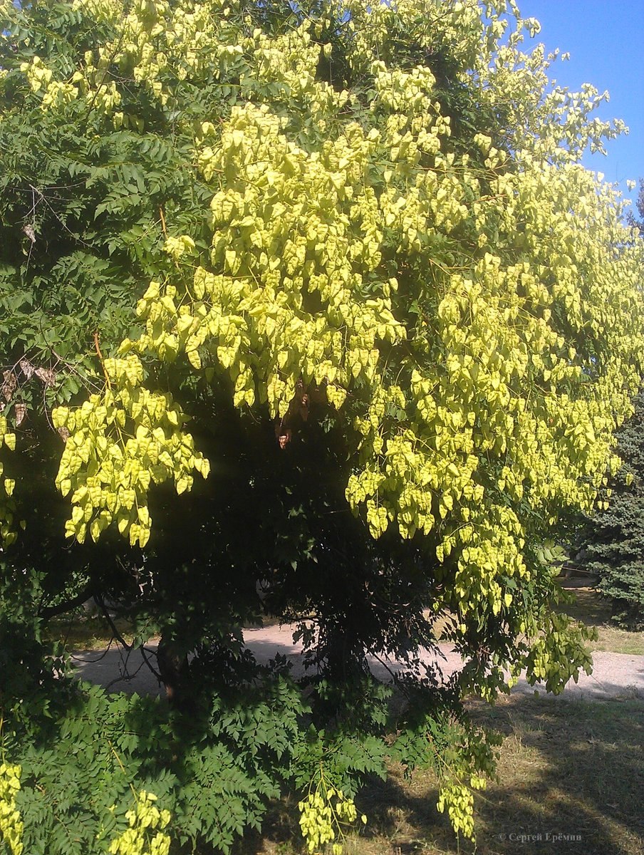 Koelreuteria elegans