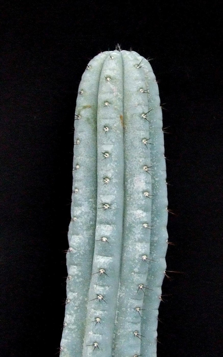 Cipocereus bradei