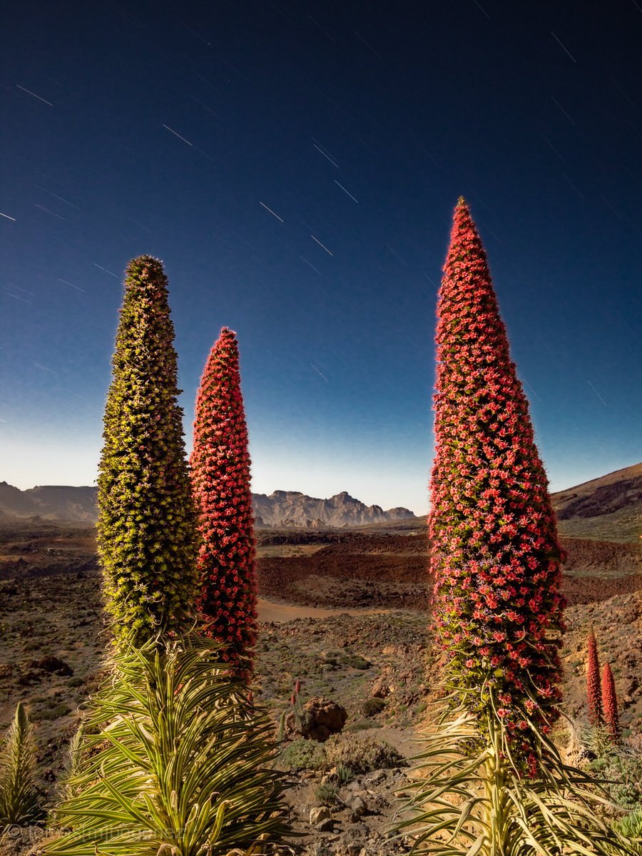 Румянка обыкновенная