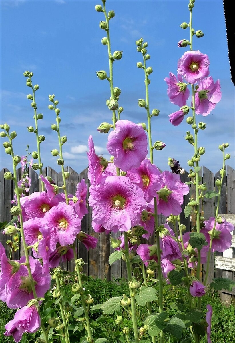 Мальва Alcea altissima